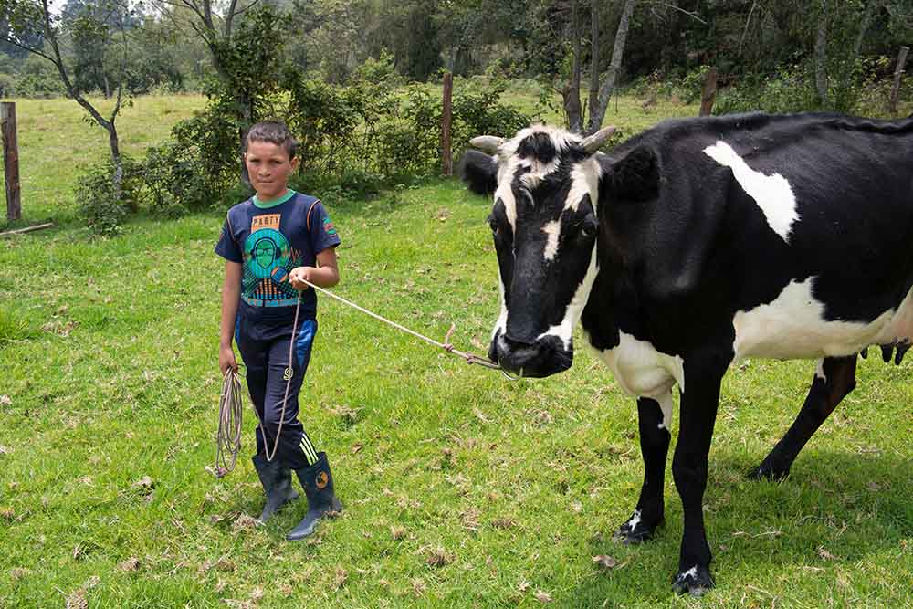 Neitan cuidando una vaca